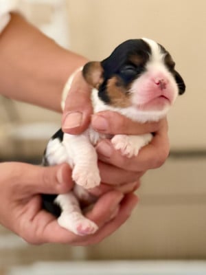 Chiot N°1 - Cavalier King Charles Spaniel