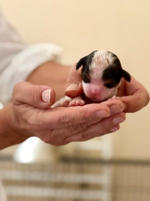Cavalier King Charles Spaniel