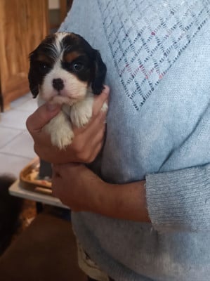 Les chiots de Cavalier King Charles Spaniel