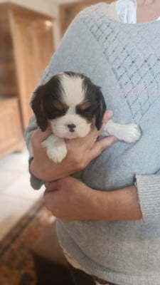 Les chiots de Cavalier King Charles Spaniel