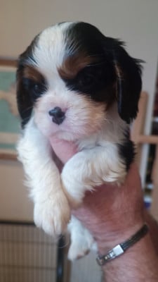Les chiots de Cavalier King Charles Spaniel