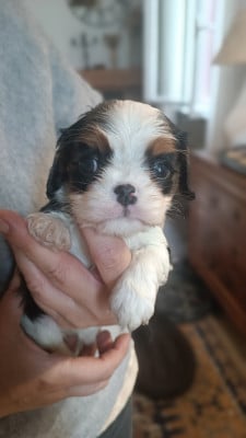 Les chiots de Cavalier King Charles Spaniel