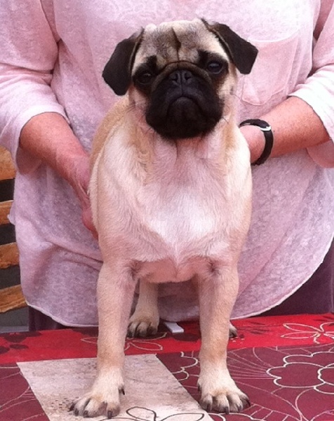 Publication : Des apollons du bru