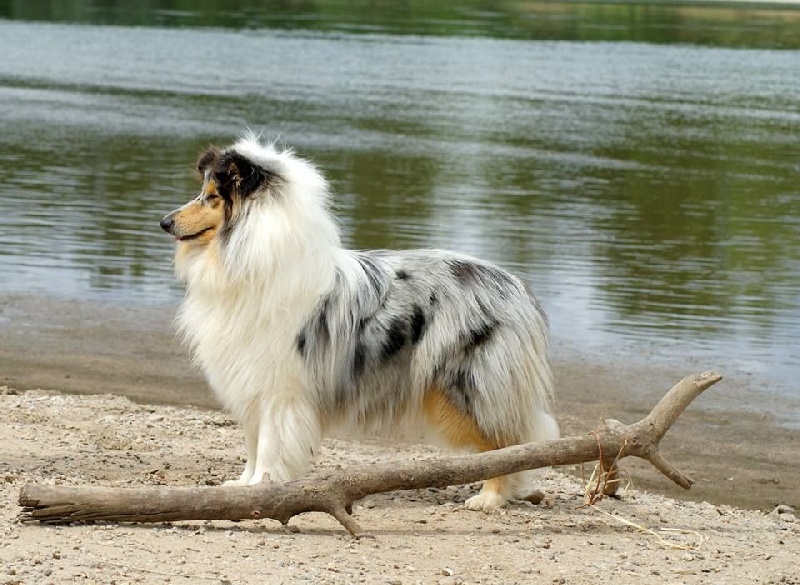 Publication : du domaine des Emeraudes Auteur : cyril