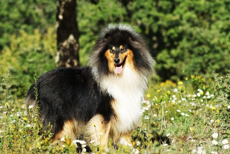 Publication : du domaine des Emeraudes Auteur : cyril