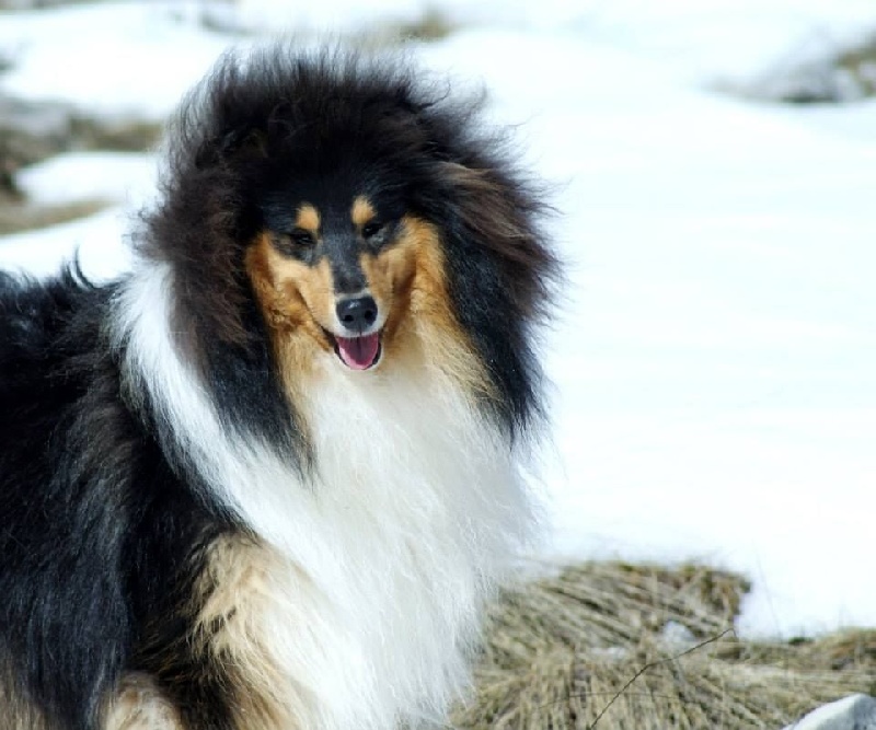 Publication : du domaine des Emeraudes Auteur : cyril