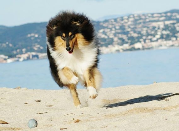 Publication : du domaine des Emeraudes Auteur : cyril