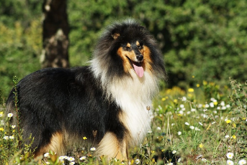 Publication : du domaine des Emeraudes Auteur : cyril