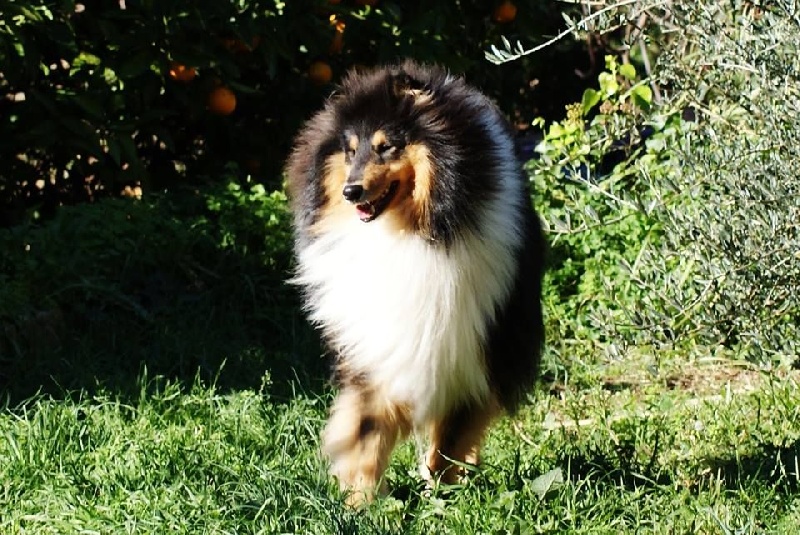 Publication : du domaine des Emeraudes Auteur : cyril