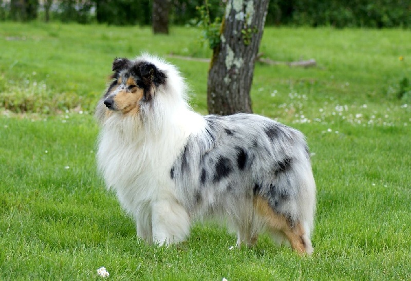 Publication : du domaine des Emeraudes Auteur : cyril