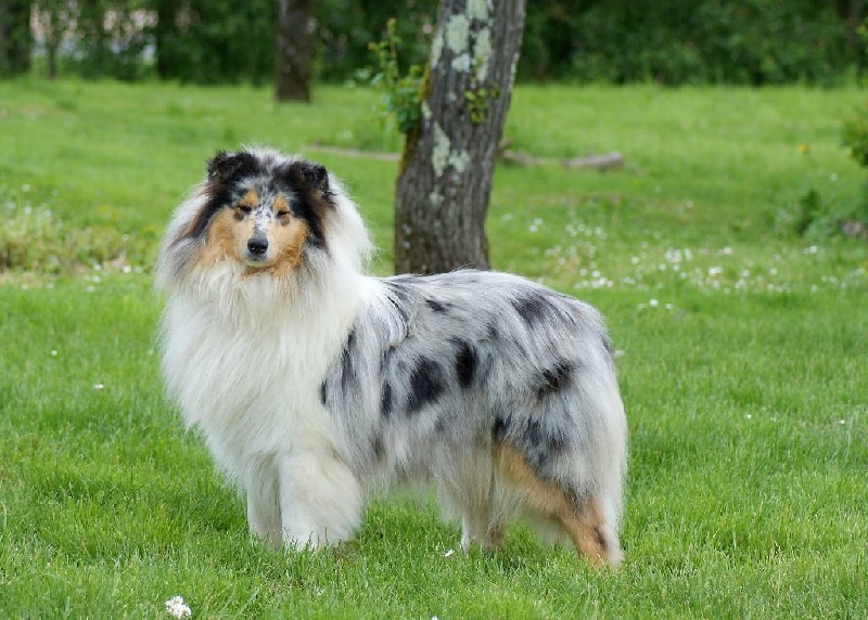 Publication : du domaine des Emeraudes Auteur : cyril