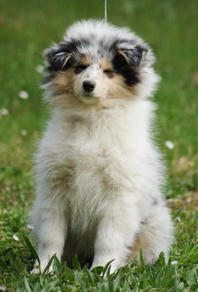 Publication : du domaine des Emeraudes Auteur : cyril