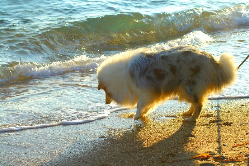 Publication : du domaine des Emeraudes Auteur : cyril