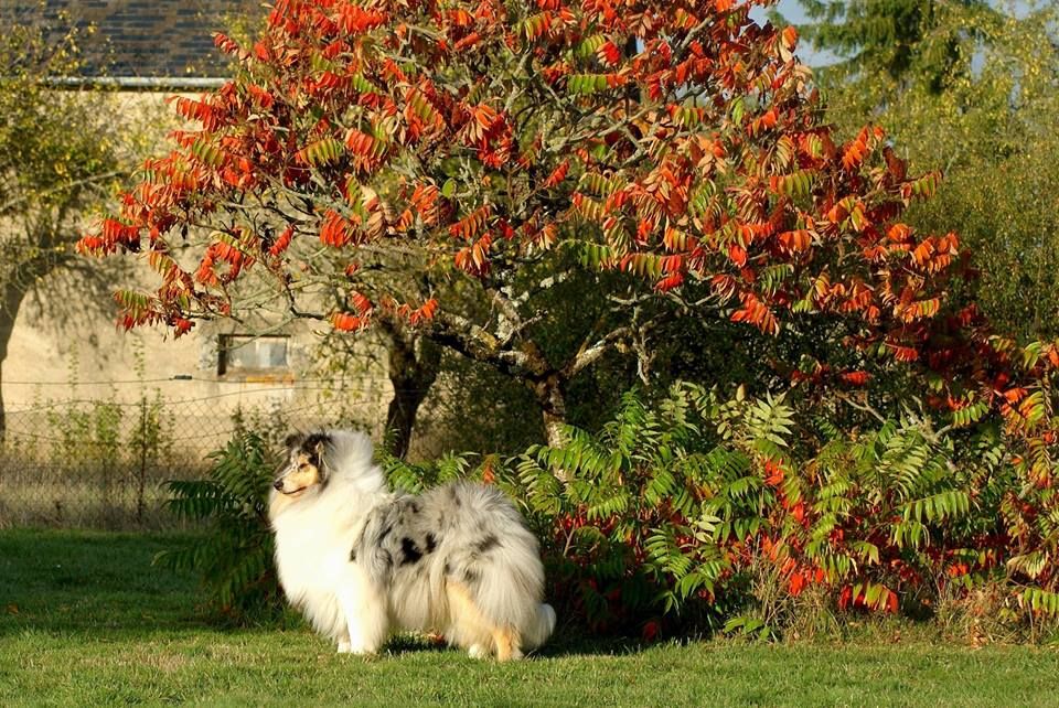 Publication : du domaine des Emeraudes Auteur : cyril