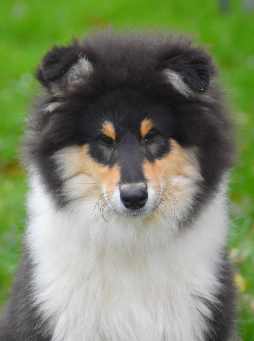 Colley à poil long - du domaine des Emeraudes