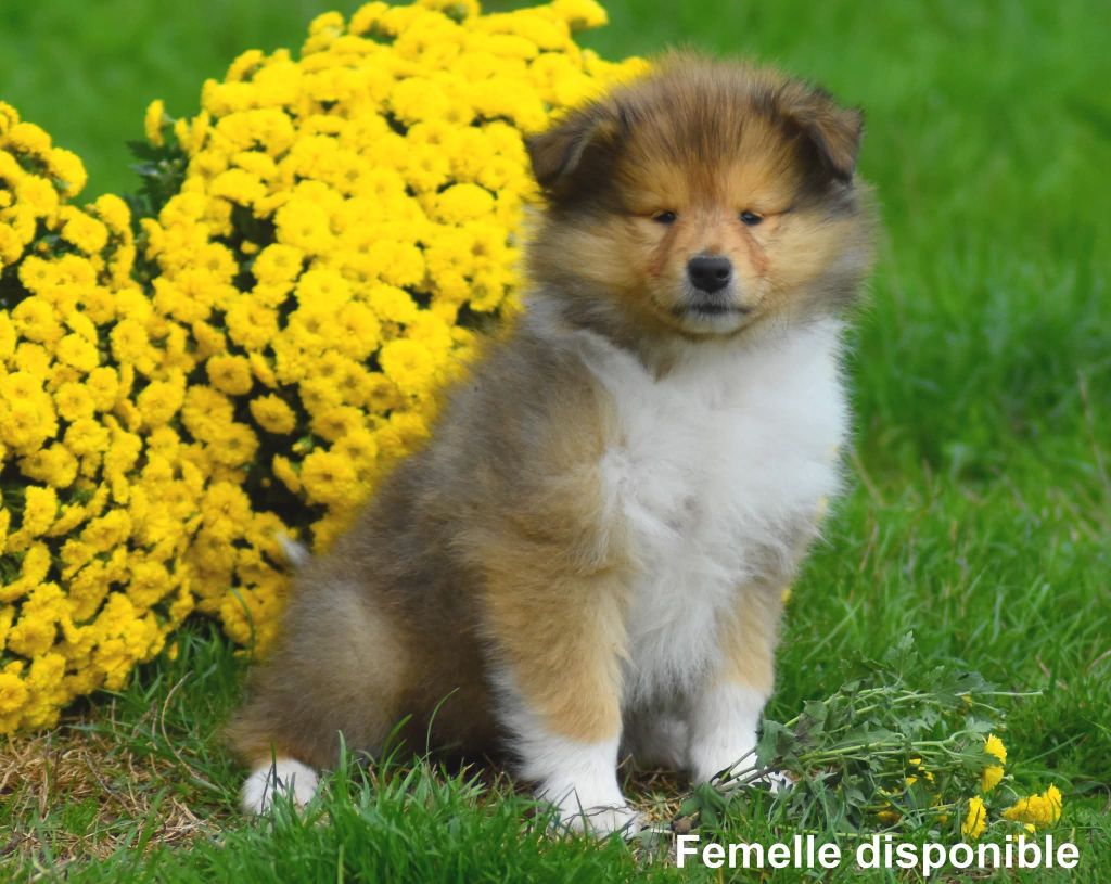 Colley à poil long - du domaine des Emeraudes