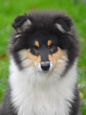 Les chiots de Colley à poil long