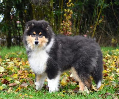 Les chiots de Colley à poil long