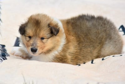 Les chiots de Colley à poil long