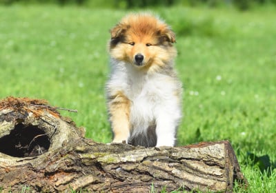 Les chiots de Colley à poil long