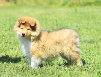 Les chiots de Colley à poil long