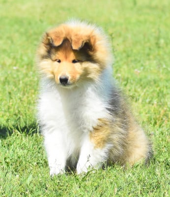 Les chiots de Colley à poil long