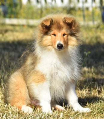 Les chiots de Colley à poil long