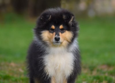 Les chiots de Colley à poil long