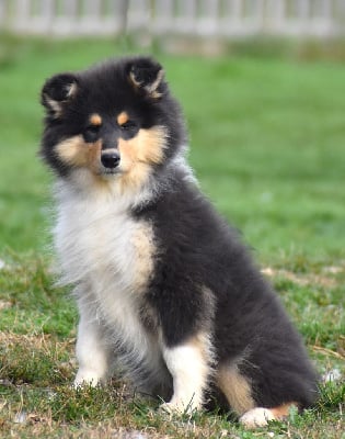 Les chiots de Colley à poil long