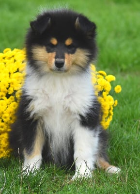 Les chiots de Colley à poil long