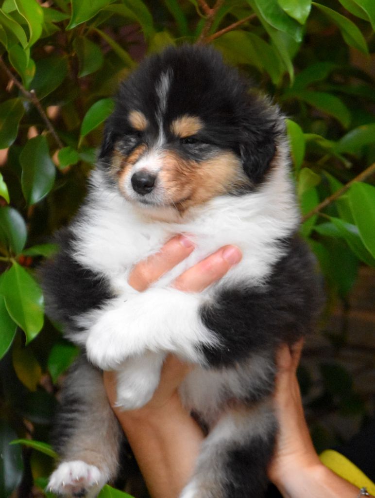 Little Petshop LPS chien colley collie 1723 hasbro dog