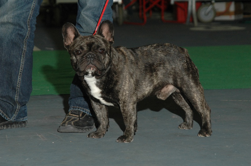 Publication : d'heraclea cacabaria Auteur : christine vachez