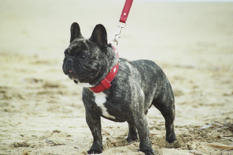 Publication : d'heraclea cacabaria Auteur : christine vachez