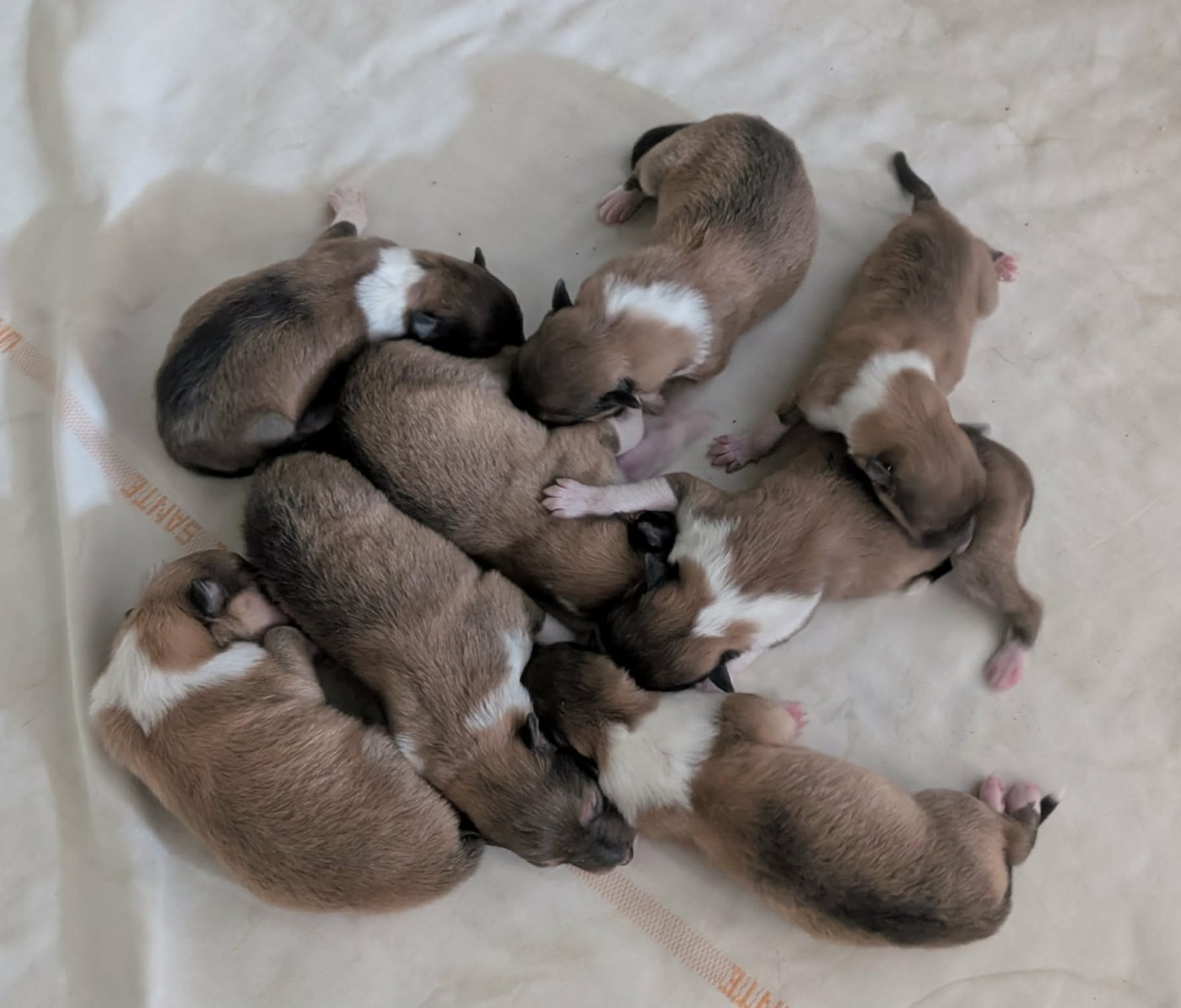 Chiot N°6 - Colley à poil long