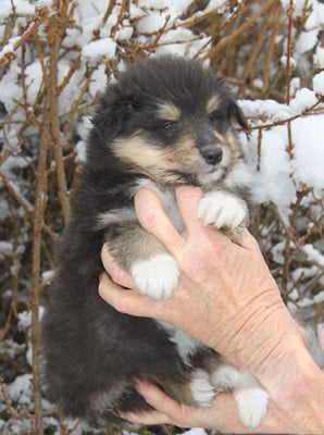 Les chiots de Colley à poil long