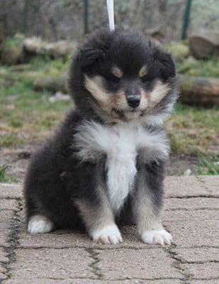 Les chiots de Colley à poil long