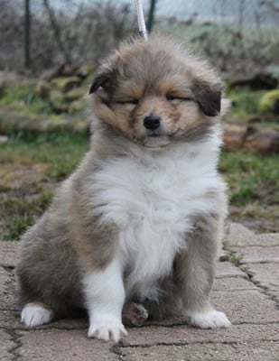 Les chiots de Colley à poil long