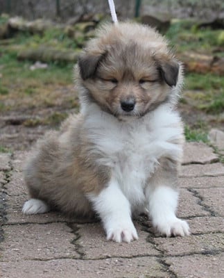 Les chiots de Colley à poil long