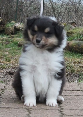 Les chiots de Colley à poil long