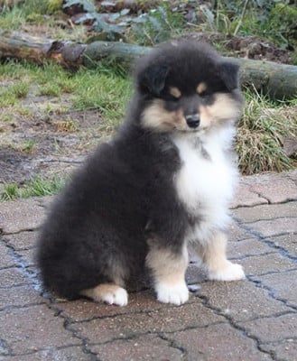 Les chiots de Colley à poil long