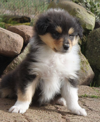 Les chiots de Colley à poil long