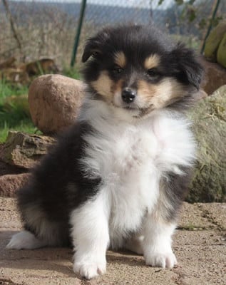 Les chiots de Colley à poil long