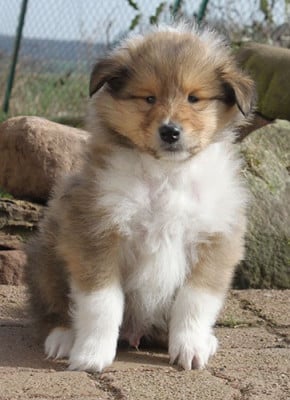 Les chiots de Colley à poil long