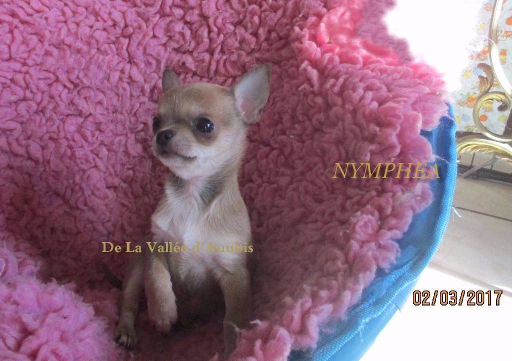 Nymphea De la vallée d'Anubis