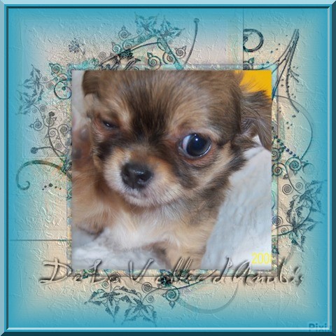 D'jason De la vallée d'Anubis