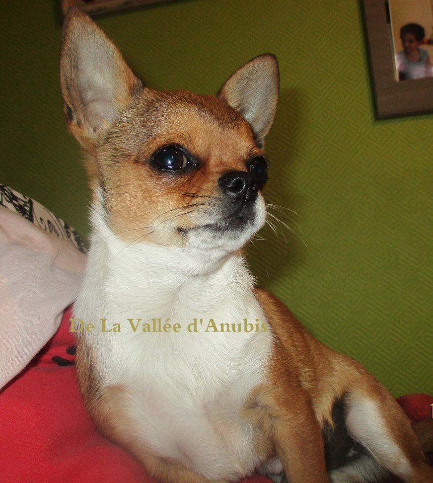 Merlin l'enchanteur De la vallée d'Anubis