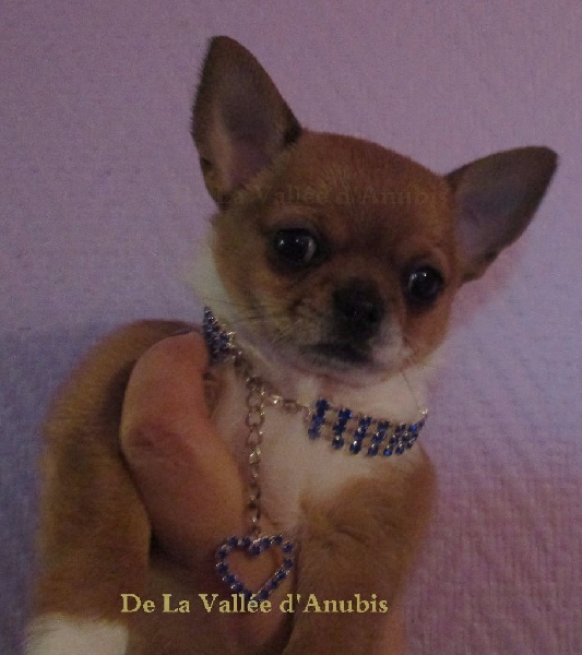 Merlin l'enchanteur De la vallée d'Anubis