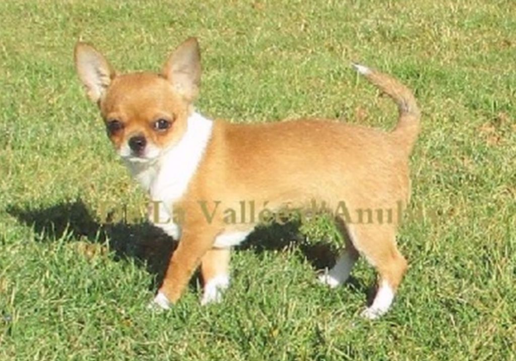 Merlin l'enchanteur De la vallée d'Anubis