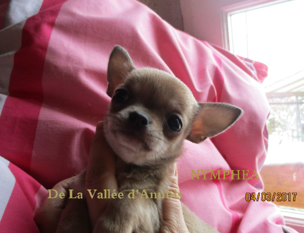 Nymphea De la vallée d'Anubis