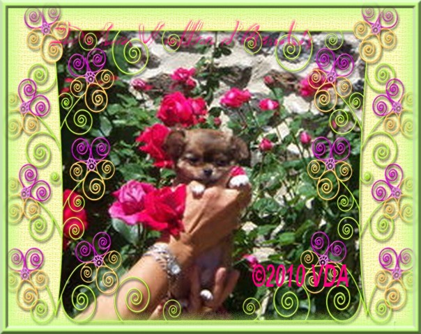 D'jason De la vallée d'Anubis